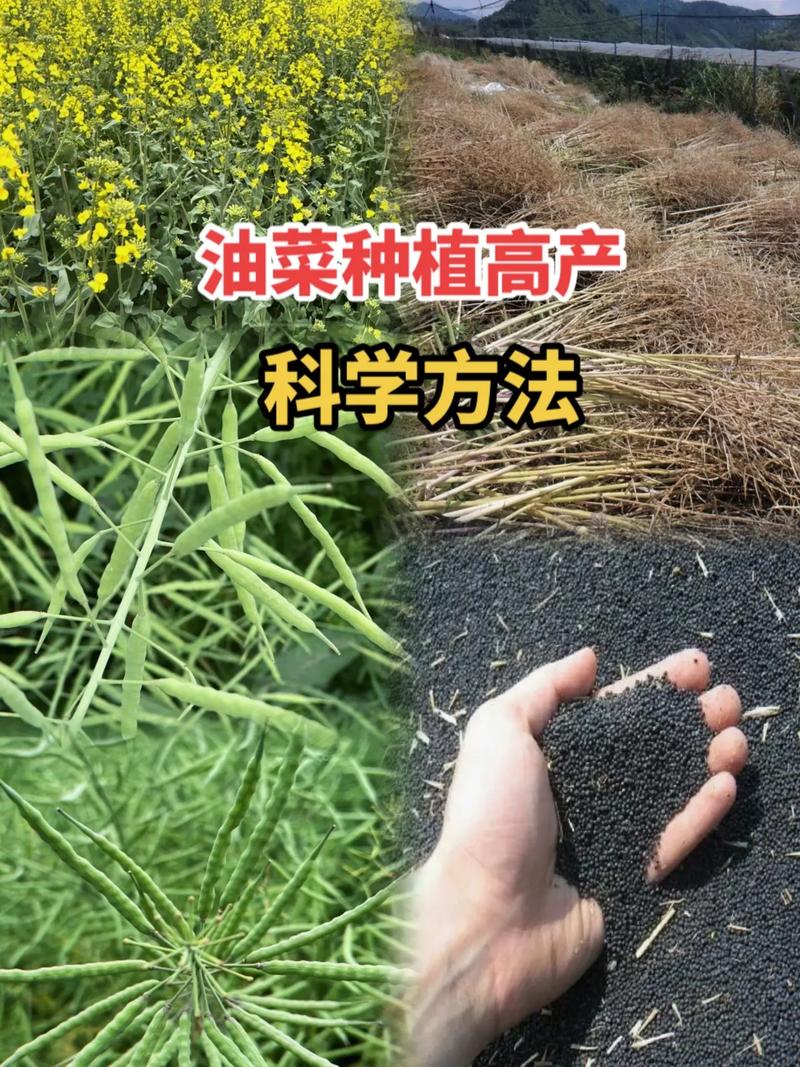 油菜种子怎么种，油菜种子怎么种的全过程？-第3张图片-优品飞百科