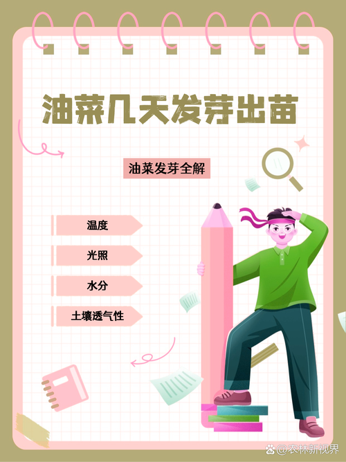 油菜种子怎么种，油菜种子怎么种的全过程？-第4张图片-优品飞百科