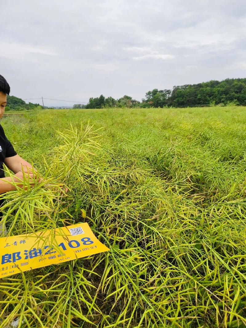 油菜种子怎么种，油菜种子怎么种的全过程？-第5张图片-优品飞百科