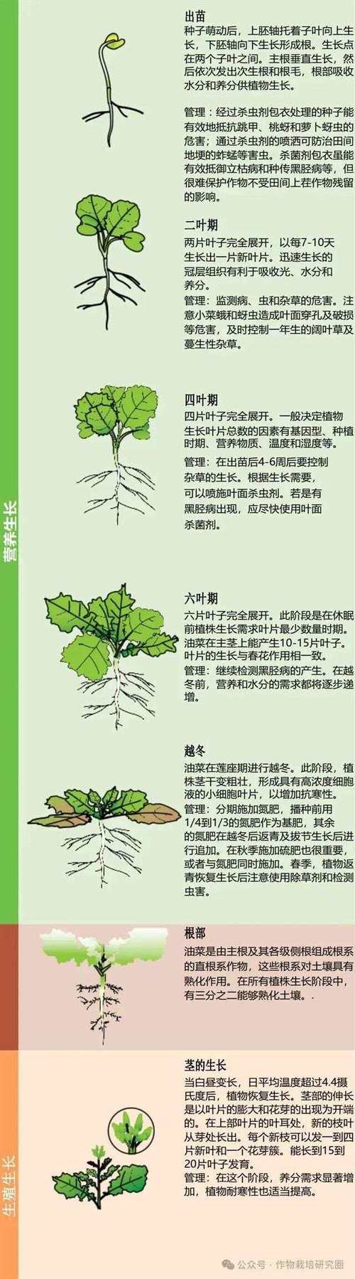 油菜种子怎么种，油菜种子怎么种的全过程？-第6张图片-优品飞百科