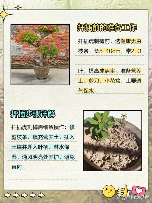 梅花如何扦插,梅花扦插时间和方法?-第2张图片-优品飞百科 梅花如何扦插,梅花扦插时间和方法?-第2张图片-优品飞百科