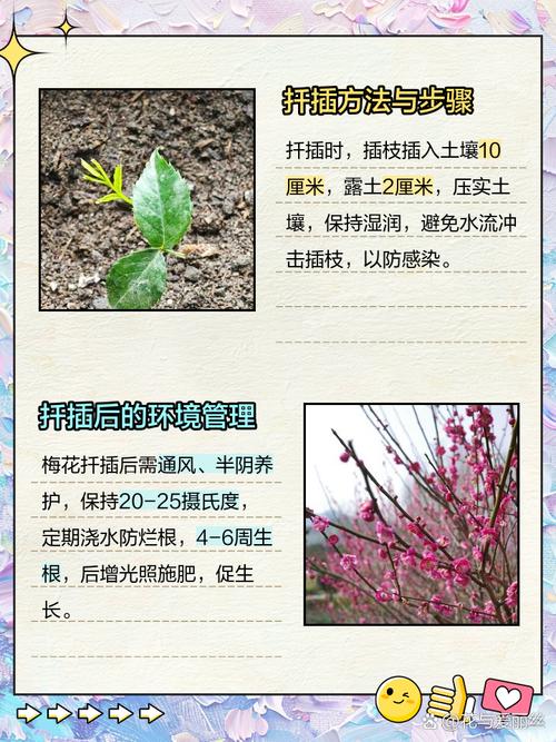 梅花如何扦插,梅花扦插时间和方法?-第4张图片-优品飞百科 梅花如何扦插,梅花扦插时间和方法?-第4张图片-优品飞百科