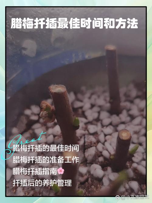 梅花如何扦插,梅花扦插时间和方法?-第5张图片-优品飞百科 梅花如何扦插,梅花扦插时间和方法?-第5张图片-优品飞百科