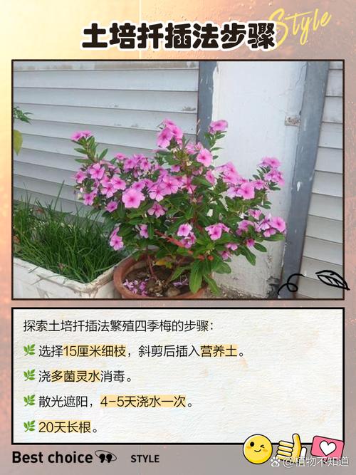 梅花如何扦插,梅花扦插时间和方法?-第6张图片-优品飞百科 梅花如何扦插,梅花扦插时间和方法?-第6张图片-优品飞百科