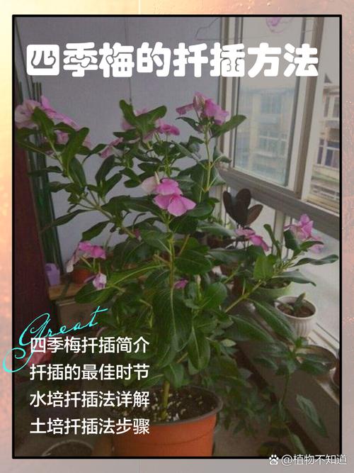 梅花如何扦插,梅花扦插时间和方法?-第7张图片-优品飞百科 梅花如何扦插,梅花扦插时间和方法?-第7张图片-优品飞百科