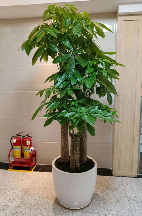 发财树怎么修剪枝叶，发财树怎么修剪枝叶什么时候比较好？-第1张图片-优品飞百科