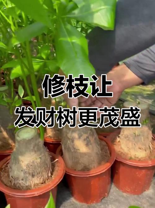 发财树怎么修剪枝叶，发财树怎么修剪枝叶什么时候比较好？-第2张图片-优品飞百科