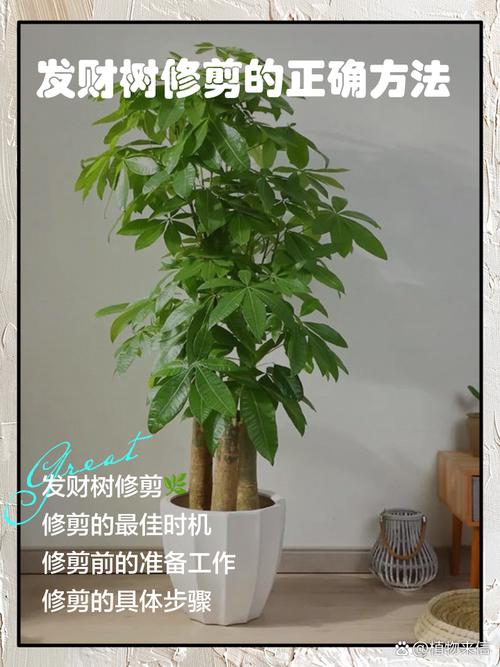 发财树怎么修剪枝叶，发财树怎么修剪枝叶什么时候比较好？-第4张图片-优品飞百科