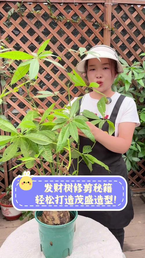 发财树怎么修剪枝叶，发财树怎么修剪枝叶什么时候比较好？-第5张图片-优品飞百科
