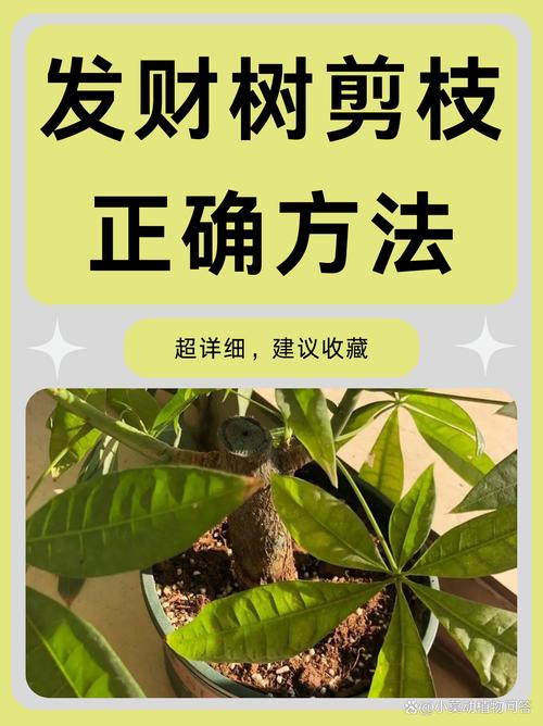 发财树怎么修剪枝叶，发财树怎么修剪枝叶什么时候比较好？-第6张图片-优品飞百科