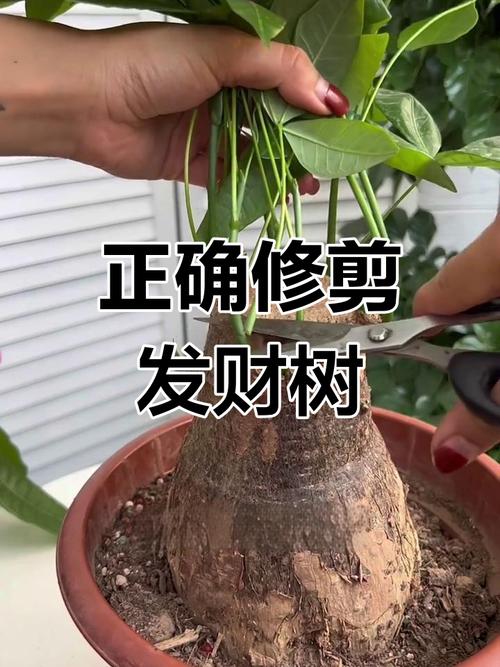 发财树怎么修剪枝叶，发财树怎么修剪枝叶什么时候比较好？-第7张图片-优品飞百科