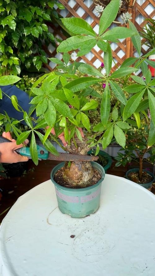 发财树怎么修剪枝叶，发财树怎么修剪枝叶什么时候比较好？-第8张图片-优品飞百科