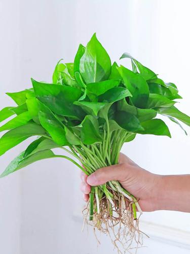 绿萝怎么养长得好，绿萝怎样养才长得好