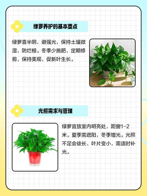 绿萝怎么养长得好，绿萝怎样养才长得好-第3张图片-优品飞百科