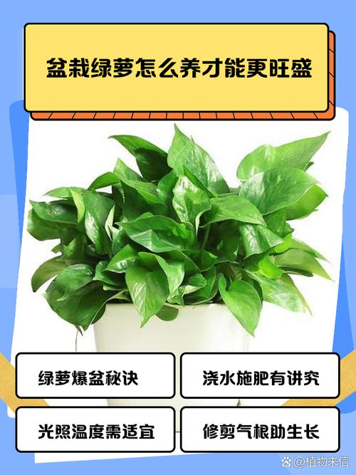 绿萝怎么养长得好，绿萝怎样养才长得好-第5张图片-优品飞百科