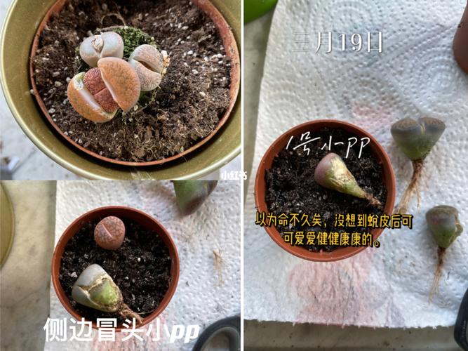 生石花怎么修根？生石花修根晾几天上盆比较好？-第1张图片-优品飞百科