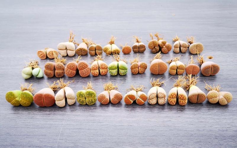 生石花怎么修根？生石花修根晾几天上盆比较好？-第2张图片-优品飞百科