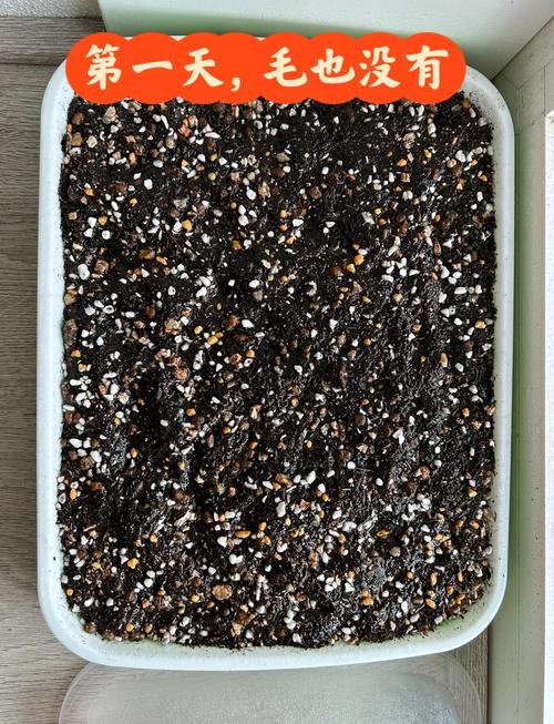 生石花怎么修根？生石花修根晾几天上盆比较好？-第3张图片-优品飞百科