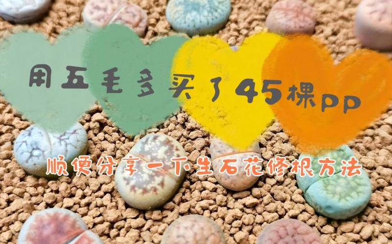 生石花怎么修根？生石花修根晾几天上盆比较好？-第4张图片-优品飞百科