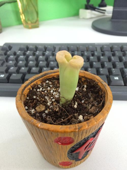 生石花怎么修根？生石花修根晾几天上盆比较好？-第5张图片-优品飞百科