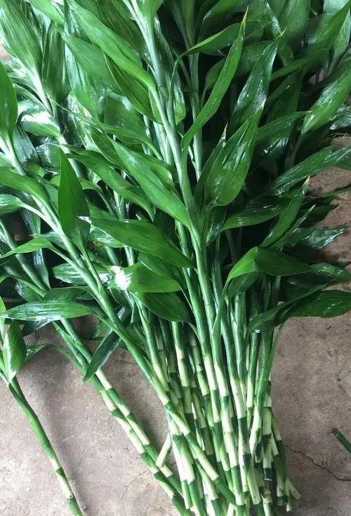 关于给“富贵竹”喂片药的信息