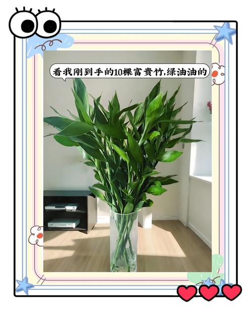 关于给“富贵竹”喂片药的信息-第3张图片-优品飞百科 关于给“富贵竹”喂片药的信息-第3张图片-优品飞百科