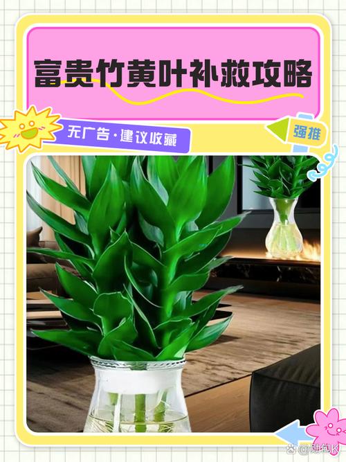 关于给“富贵竹”喂片药的信息-第4张图片-优品飞百科 关于给“富贵竹”喂片药的信息-第4张图片-优品飞百科