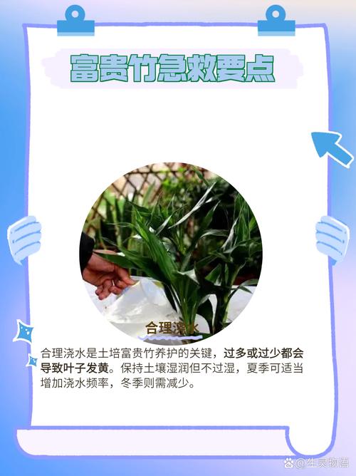 关于给“富贵竹”喂片药的信息-第5张图片-优品飞百科 关于给“富贵竹”喂片药的信息-第5张图片-优品飞百科