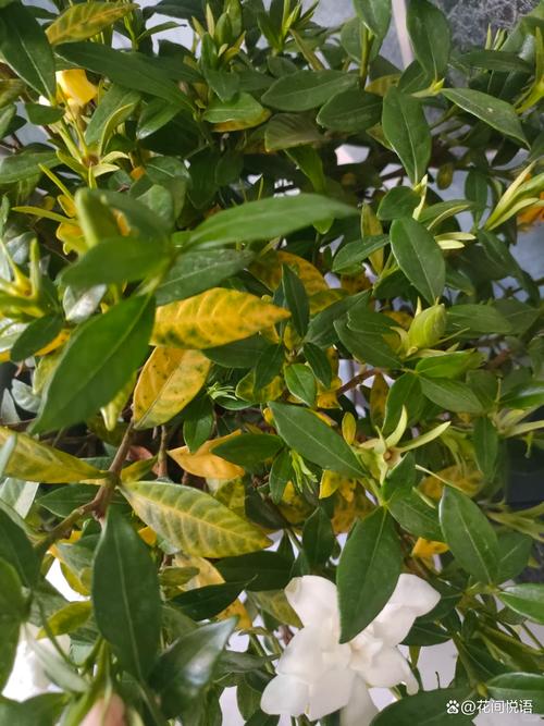 关于给“富贵竹”喂片药的信息-第6张图片-优品飞百科 关于给“富贵竹”喂片药的信息-第6张图片-优品飞百科