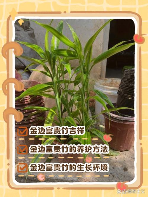 关于给“富贵竹”喂片药的信息-第8张图片-优品飞百科 关于给“富贵竹”喂片药的信息-第8张图片-优品飞百科