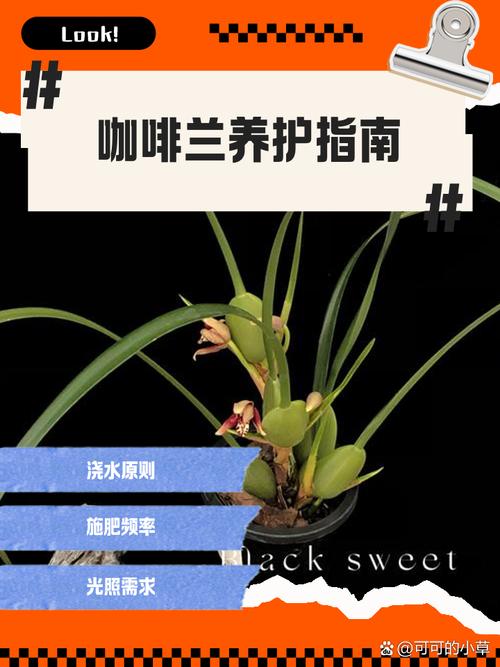 咖啡兰怎么养，咖啡兰怎么养才能开花