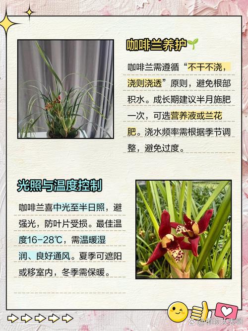 咖啡兰怎么养，咖啡兰怎么养才能开花-第2张图片-优品飞百科