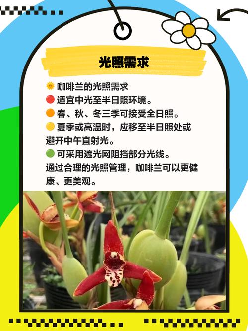 咖啡兰怎么养，咖啡兰怎么养才能开花-第3张图片-优品飞百科