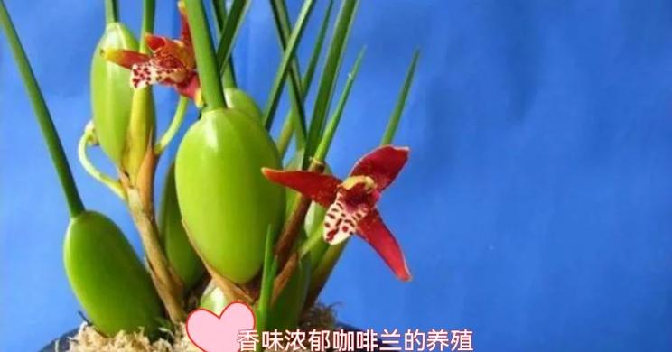 咖啡兰怎么养，咖啡兰怎么养才能开花-第5张图片-优品飞百科