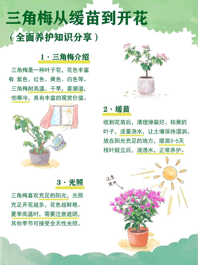 三角梅怎么养，三角梅怎么养才能爆盆？-第2张图片-优品飞百科
