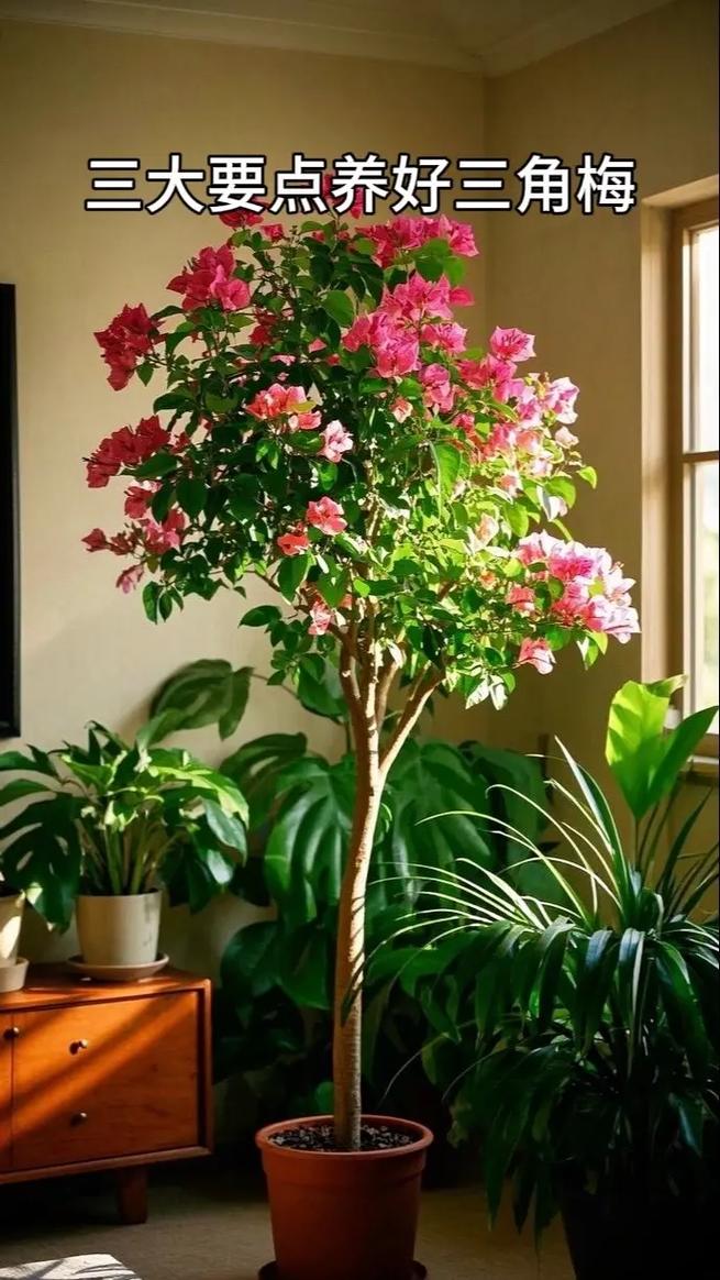 三角梅怎么养，三角梅怎么养才能爆盆？-第1张图片-优品飞百科