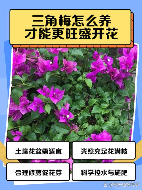 三角梅怎么养，三角梅怎么养才能爆盆？-第4张图片-优品飞百科