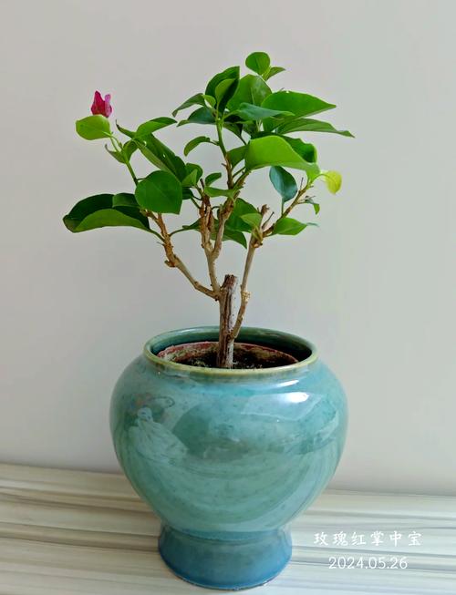 三角梅怎么养，三角梅怎么养才能爆盆？-第3张图片-优品飞百科