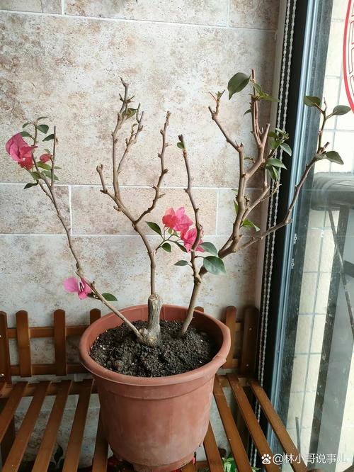 三角梅怎么养，三角梅怎么养才能爆盆？-第6张图片-优品飞百科