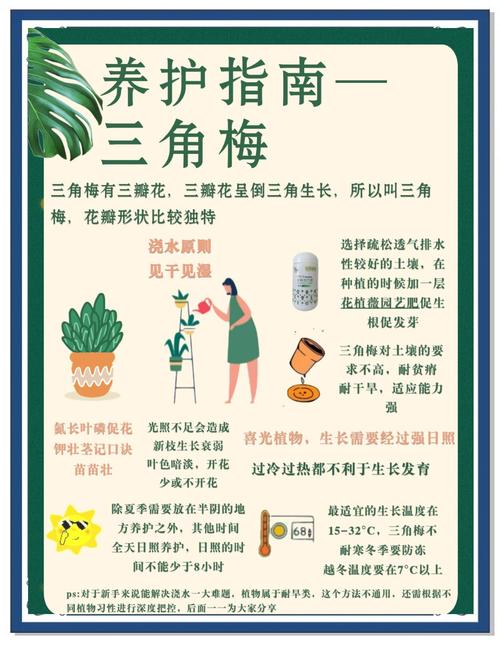 三角梅怎么养，三角梅怎么养才能爆盆？-第5张图片-优品飞百科