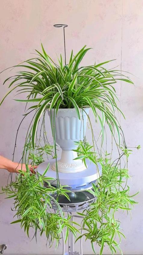 关于吊兰养殖有“四忌”的信息