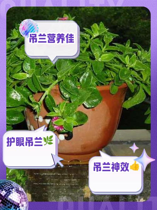 关于吊兰养殖有“四忌”的信息-第2张图片-优品飞百科