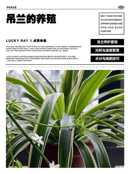 关于吊兰养殖有“四忌”的信息-第3张图片-优品飞百科