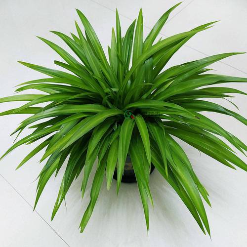 关于吊兰养殖有“四忌”的信息-第4张图片-优品飞百科