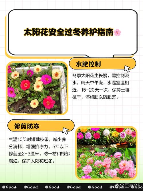 关于吊兰养殖有“四忌”的信息-第5张图片-优品飞百科