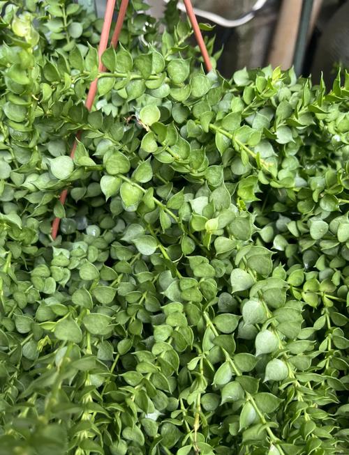 关于吊兰养殖有“四忌”的信息-第6张图片-优品飞百科