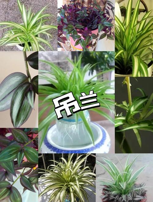 关于吊兰养殖有“四忌”的信息-第7张图片-优品飞百科