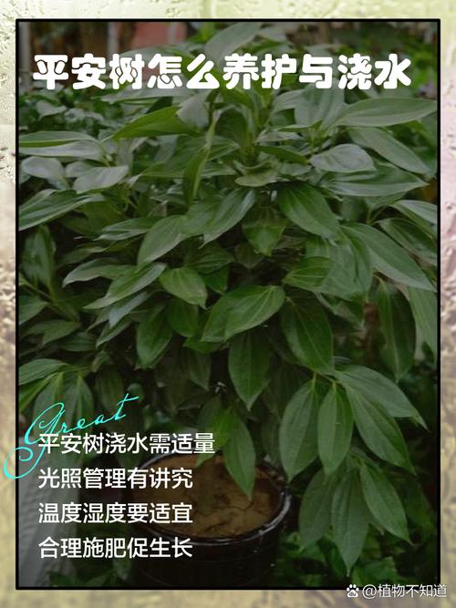 平安树浇水能加醋吗？平安树用白醋兑水浇可以吗？