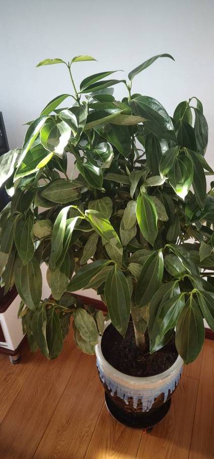 平安树浇水能加醋吗？平安树用白醋兑水浇可以吗？-第3张图片-优品飞百科