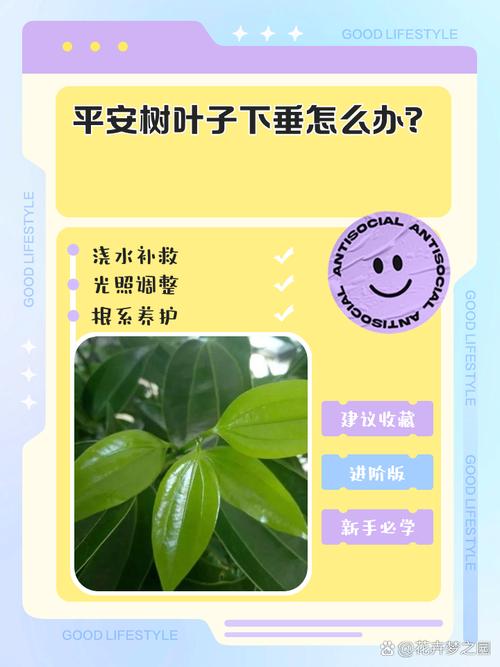 平安树浇水能加醋吗？平安树用白醋兑水浇可以吗？-第5张图片-优品飞百科